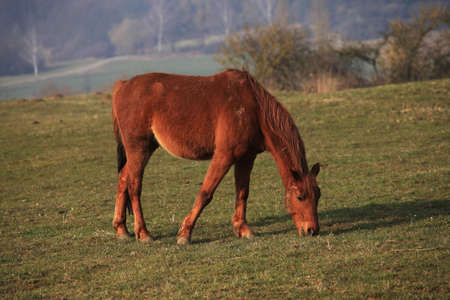 Horseの写真素材
