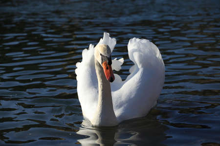 Swanの写真素材