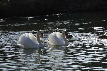 Swanの写真素材