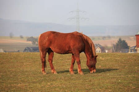 Horseの写真素材