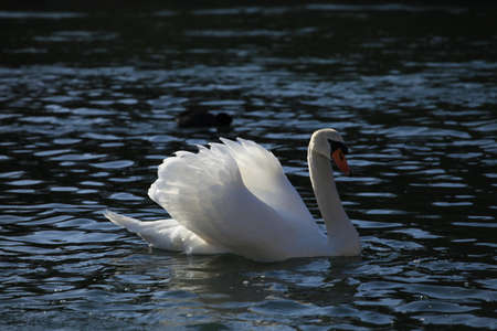 Swanの写真素材