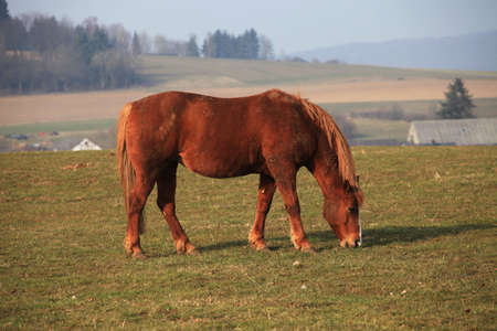 Horseの写真素材