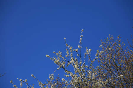 Cherry blossomの写真素材
