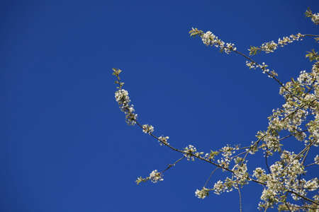 Cherry blossomの写真素材