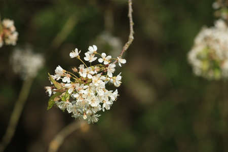 Cherry blossomの写真素材