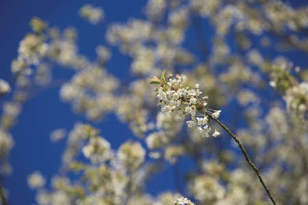 Cherry blossomの写真素材
