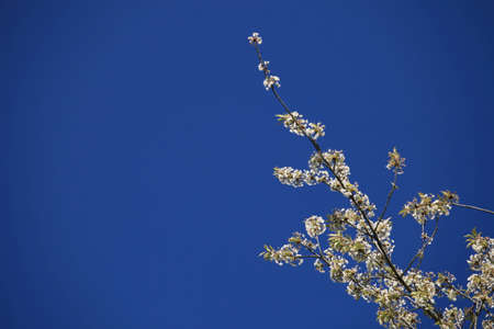 Cherry blossomの写真素材