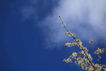 Cherry blossomの写真素材