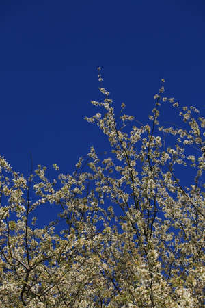 Cherry blossomの写真素材