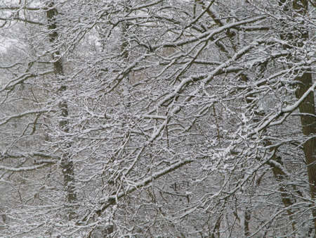 Winterの写真素材