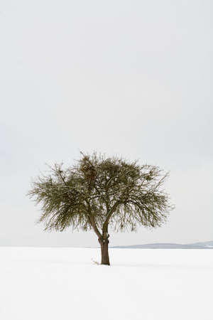 Winterの写真素材