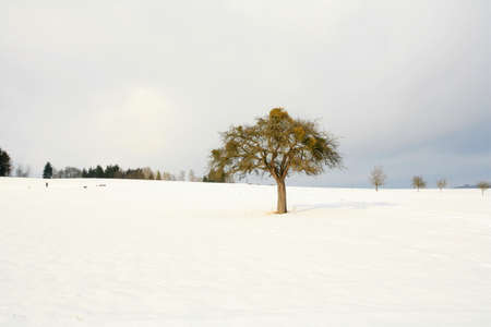 Winterの写真素材