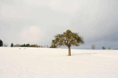 Winterの写真素材