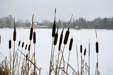 Winterの写真素材