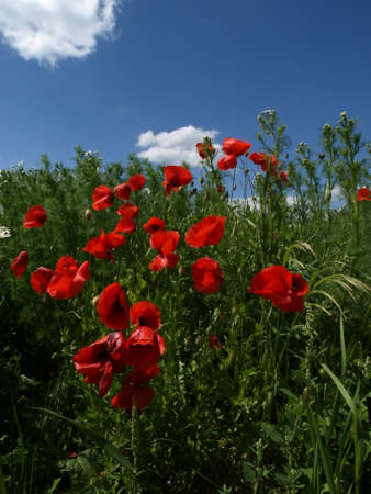 Poppyの写真素材