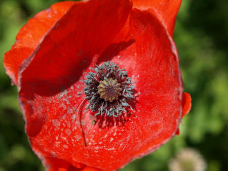 Poppyの写真素材