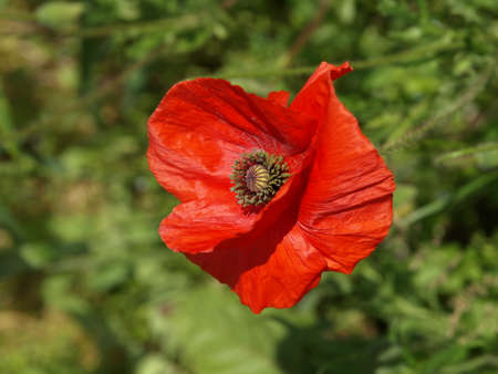 Poppyの写真素材