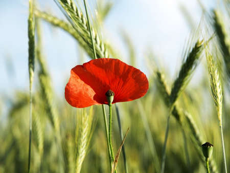 Poppyの写真素材