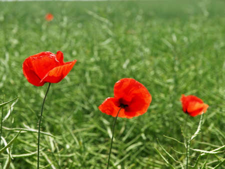 Poppyの写真素材