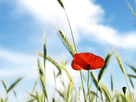 Poppyの写真素材