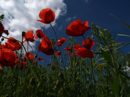 Poppyの写真素材