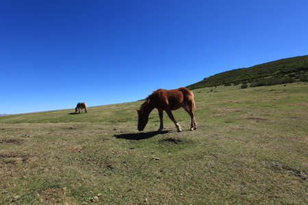 Horsesの写真素材