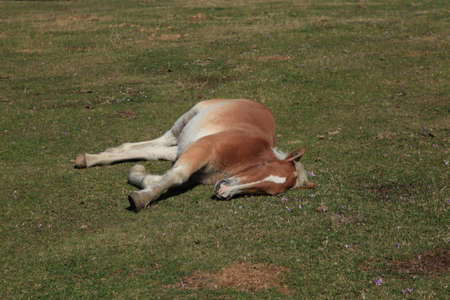 Wild Horsesの写真素材