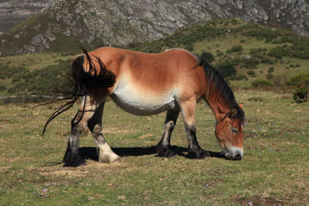Wild Horsesの写真素材