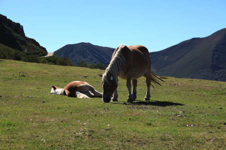 Wild Horsesの写真素材