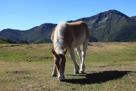 Wild Horsesの写真素材