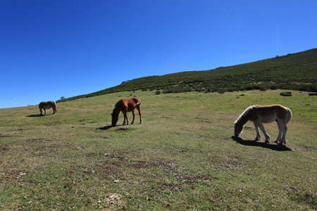 Wild Horsesの写真素材