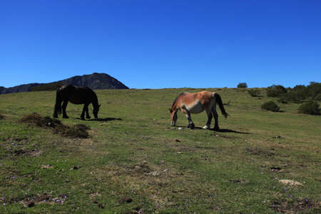 Wild Horsesの写真素材