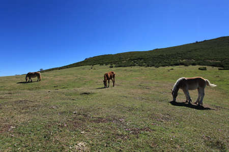 Wild Horseの写真素材