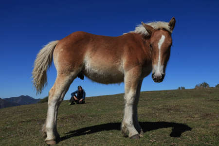 Wild Horseの写真素材