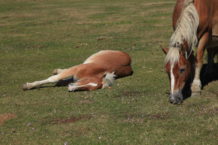 Wild Horseの写真素材