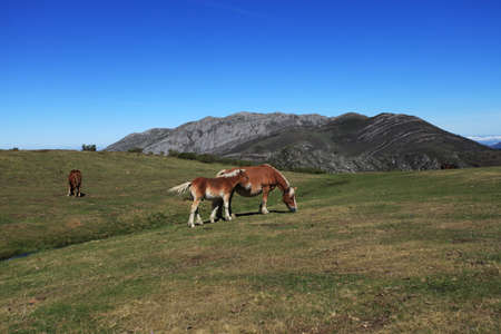 Wild Horseの写真素材