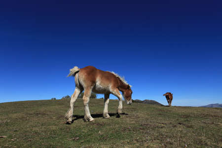 Wild Horseの写真素材