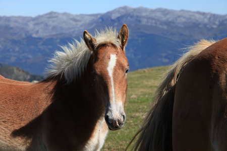 Wild Horseの写真素材