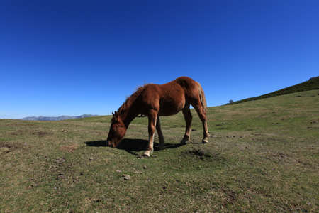 Wild Horseの写真素材