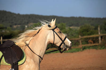 Horse