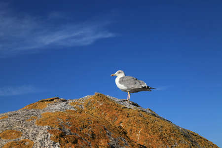 Seagull standing on the rockの写真素材