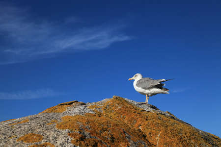 Seagull standing on the rockの写真素材