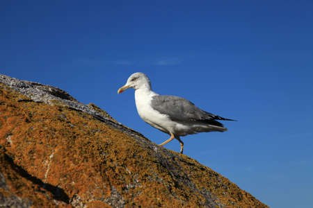 Seagull standing on the rockの写真素材