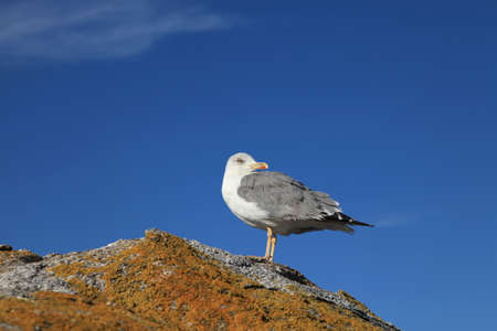 Seagullの写真素材