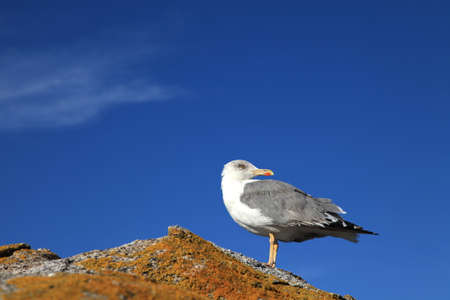 Seagullの写真素材