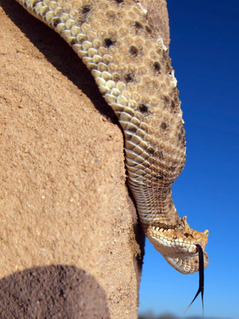 A horned Rattlersnake, also known as a Sidewinder, native to Arizona, inching its way down the side...