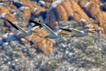 A group of 3 Pelicans flying together over Watson Lake near Prescott Arizona.の写真素材
