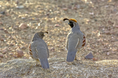 A male and female Gambel's Quail courting in the Arizona desert.の写真素材