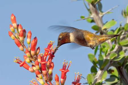 A male Blackchin Hummingbird native to Arizona hovering and feeding on Ocotillo Flowers.の写真素材