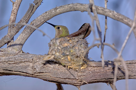 A female Annas Hummingbird, native to Arizona, sitting on her nest incubating her eggs.の写真素材